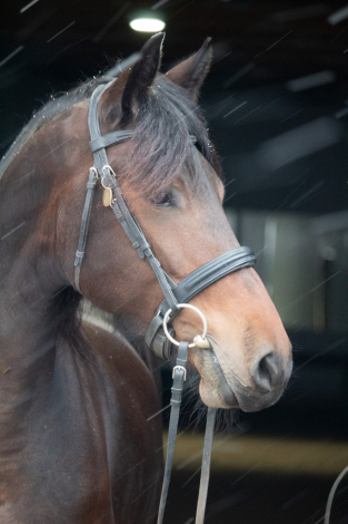 HorseID: 2305545 Harlow - PhotoID: 1088941