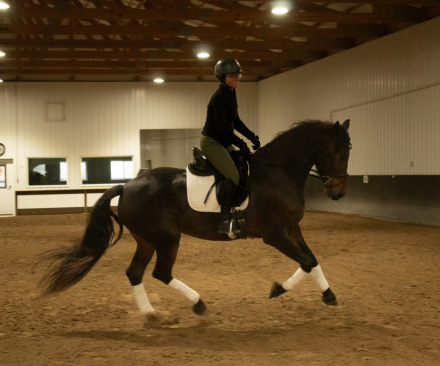 HorseID: 2305545 Harlow - PhotoID: 1088942