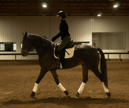 HorseID: 2305545 Harlow - PhotoID: 1088943