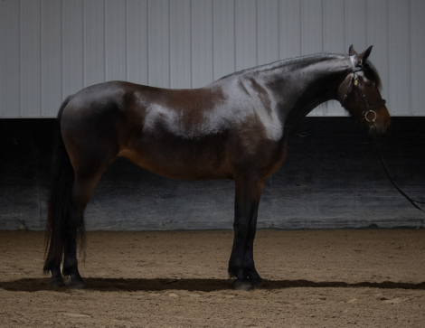 HorseID: 2305545 Harlow - PhotoID: 1088944