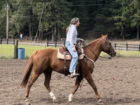 HorseID: 2305548 Judge - PhotoID: 1088945