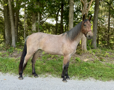 HorseID: 2305551 Birdie - PhotoID: 1088946