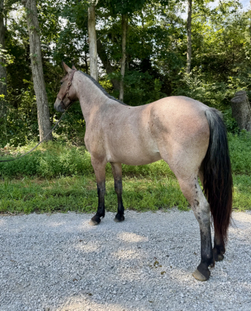 HorseID: 2305551 Birdie - PhotoID: 1088947