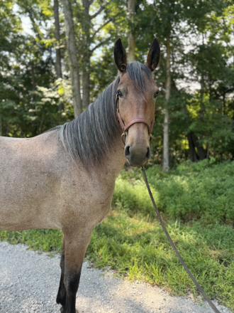 HorseID: 2305551 Birdie - PhotoID: 1088948