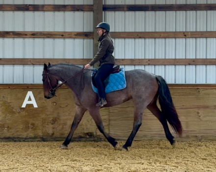 HorseID: 2305551 Birdie - PhotoID: 1088949