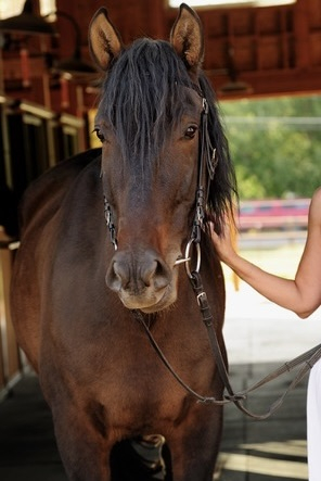 HorseID: 2305555 AVELLANO - PhotoID: 1088954