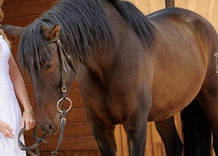 HorseID: 2305555 AVELLANO - PhotoID: 1088955