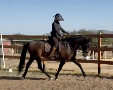 HorseID: 2305555 AVELLANO - PhotoID: 1088956