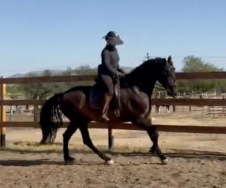 HorseID: 2305555 AVELLANO - PhotoID: 1088957