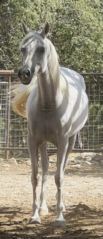 HorseID: 2305558 LA VIE EN ROSY - PhotoID: 1088958