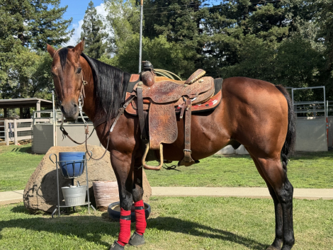 HorseID: 2305559 Rusty - PhotoID: 1088959