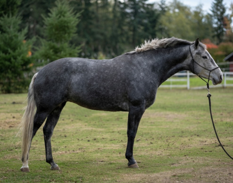 HorseID: 2305562 Tijos Spicy Pepita - PhotoID: 1088965