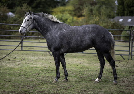 HorseID: 2305562 Tijos Spicy Pepita - PhotoID: 1088966