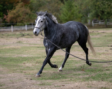 HorseID: 2305562 Tijos Spicy Pepita - PhotoID: 1088967