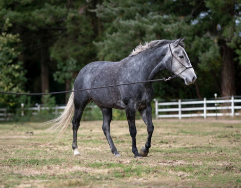 HorseID: 2305562 Tijos Spicy Pepita - PhotoID: 1088968