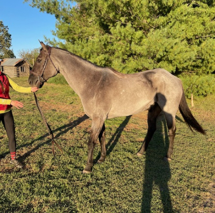 HorseID: 2305565 Big Blue - PhotoID: 1088969