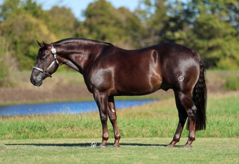 HorseID: 2305570 Son Of Smart Spook Fininshed L4 Open Reiner - PhotoID: 1088970