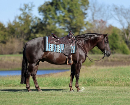 HorseID: 2305570 Son Of Smart Spook Fininshed L4 Open Reiner - PhotoID: 1088973