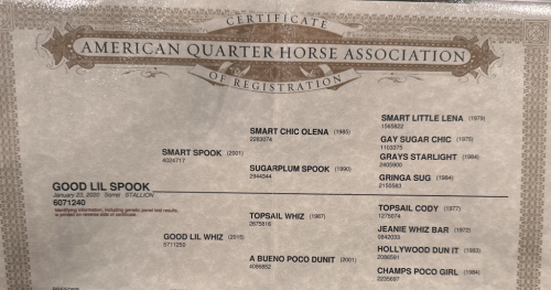 HorseID: 2305570 Son Of Smart Spook Fininshed L4 Open Reiner - PhotoID: 1088975