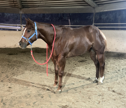 HorseID: 2305571 Best Ententions - PhotoID: 1088983