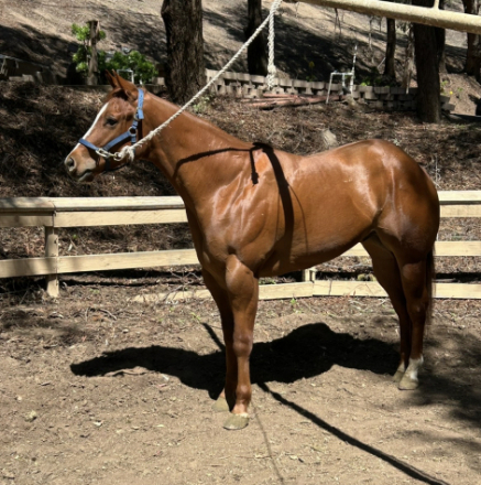 HorseID: 2305571 Best Ententions - PhotoID: 1088984