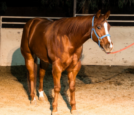 HorseID: 2305571 Best Ententions - PhotoID: 1088985