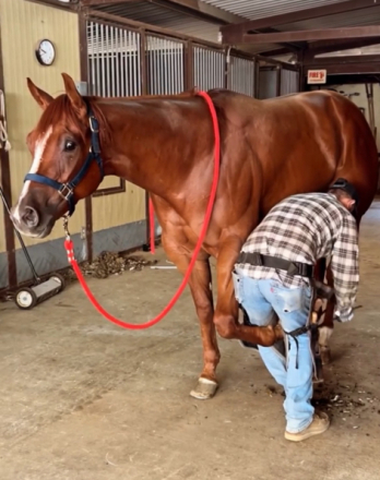 HorseID: 2305571 Best Ententions - PhotoID: 1088986