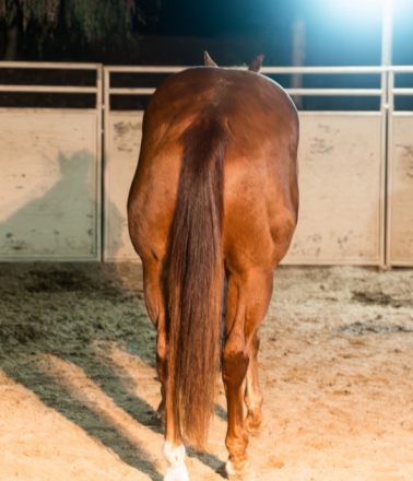 HorseID: 2305571 Best Ententions - PhotoID: 1088987