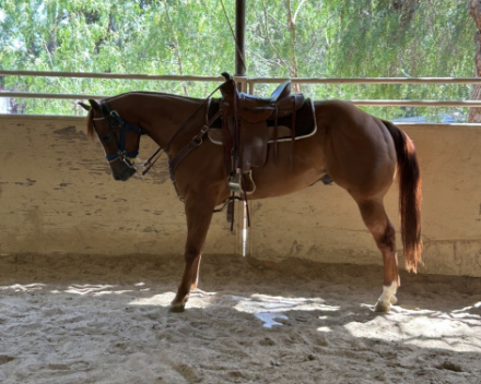 HorseID: 2305571 Best Ententions - PhotoID: 1088988