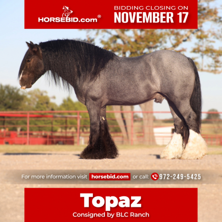 HorseID: 2305572 High Beam - PhotoID: 1089051