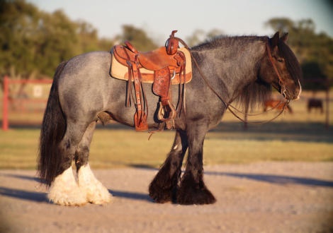 HorseID: 2305572 High Beam - PhotoID: 1089052