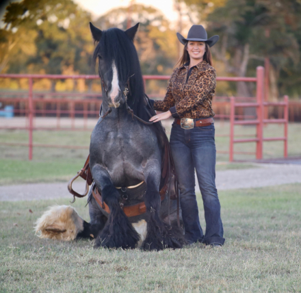 HorseID: 2305572 High Beam - PhotoID: 1089053