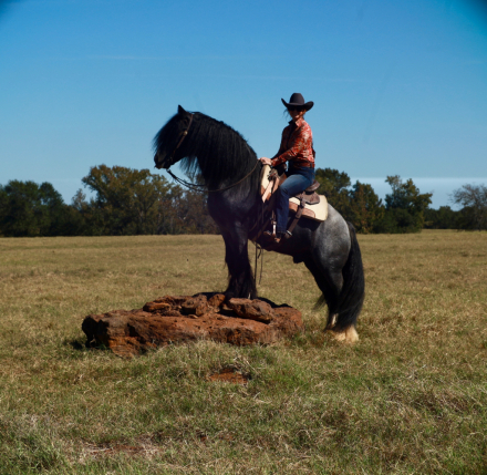 HorseID: 2305572 High Beam - PhotoID: 1089055