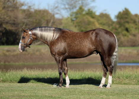 HorseID: 2305573 TR VIPER BACA - PhotoID: 1088977