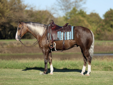 HorseID: 2305573 TR VIPER BACA - PhotoID: 1088978