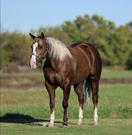 HorseID: 2305573 TR VIPER BACA - PhotoID: 1088979