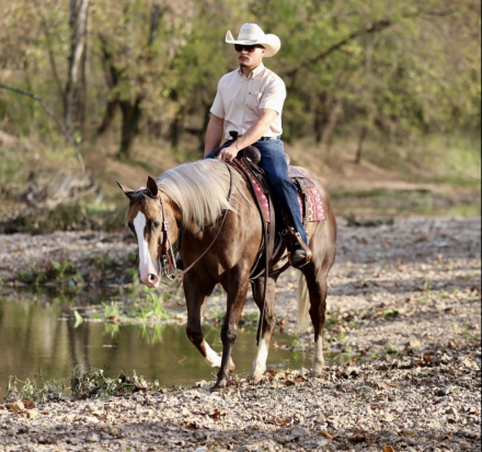 HorseID: 2305573 TR VIPER BACA - PhotoID: 1088981