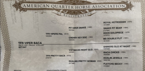 HorseID: 2305573 TR VIPER BACA - PhotoID: 1088982