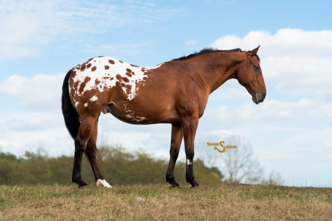 HorseID: 2305574 California - PhotoID: 1089058