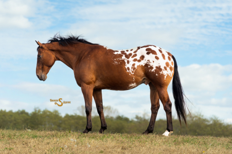 HorseID: 2305574 California - PhotoID: 1089059