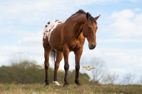 HorseID: 2305574 California - PhotoID: 1089060