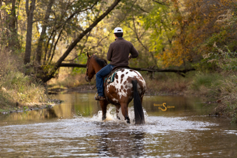 HorseID: 2305574 California - PhotoID: 1089062