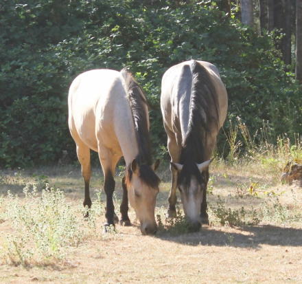 HorseID: 2305575 Project Horses - PhotoID: 1088995