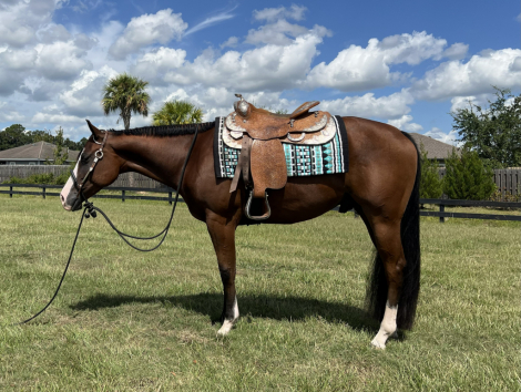 HorseID: 2305576 GF Im Impulsive - PhotoID: 1089007