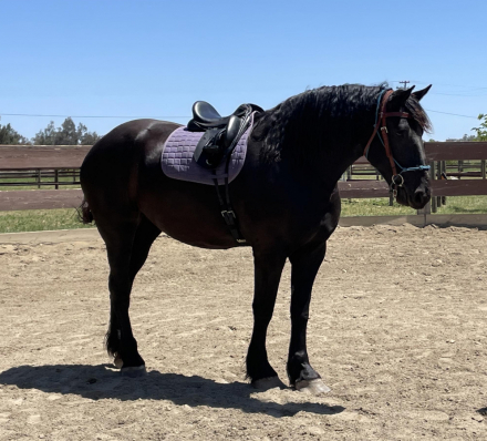 HorseID: 2305577 Windermere’s Justice - PhotoID: 1088996