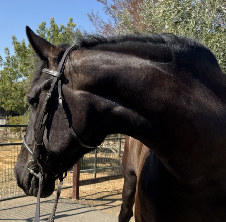 HorseID: 2305577 Windermere’s Justice - PhotoID: 1088997