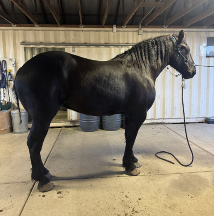 HorseID: 2305577 Windermere’s Justice - PhotoID: 1088998