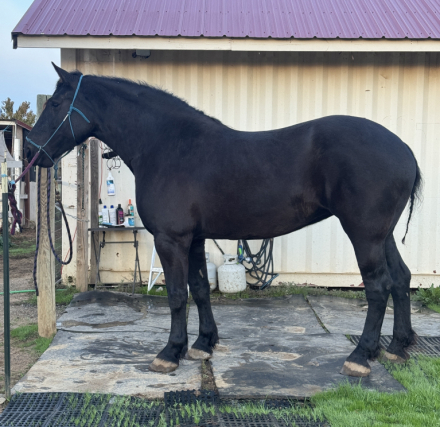 HorseID: 2305577 Windermere’s Justice - PhotoID: 1088999