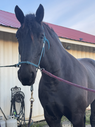 HorseID: 2305577 Windermere’s Justice - PhotoID: 1089000