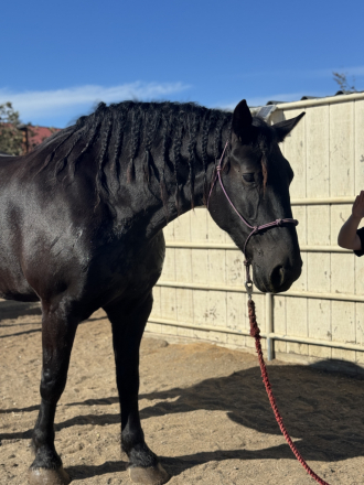 HorseID: 2305577 Windermere’s Justice - PhotoID: 1089088